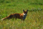 loodusfoto