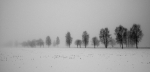 loodusfoto