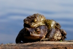 loodusfoto