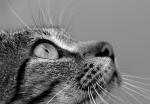 loodusfoto