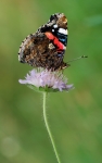 loodusfoto