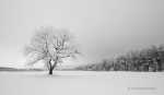 loodusfoto