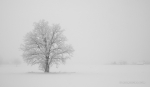 loodusfoto