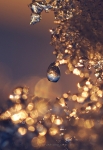 loodusfoto