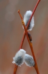 loodusfoto