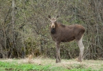 loodusfoto