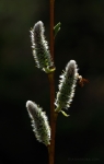 loodusfoto