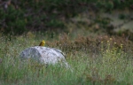 loodusfoto