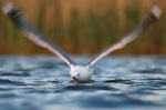 loodusfoto