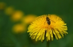 loodusfoto
