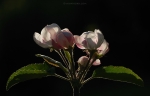 loodusfoto