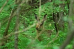 loodusfoto