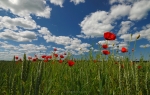 loodusfoto