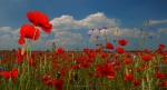 loodusfoto