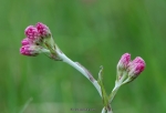 loodusfoto
