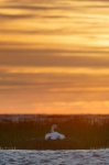 loodusfoto