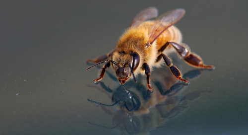 Mesilane autoklaasil