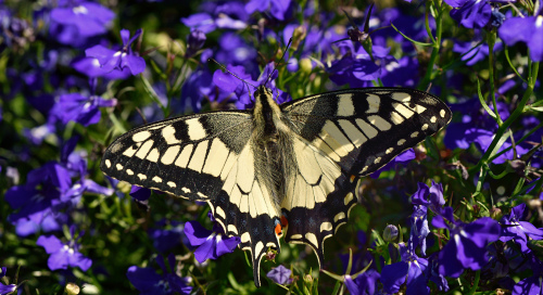 Pääsusaba (Papilio machaon)