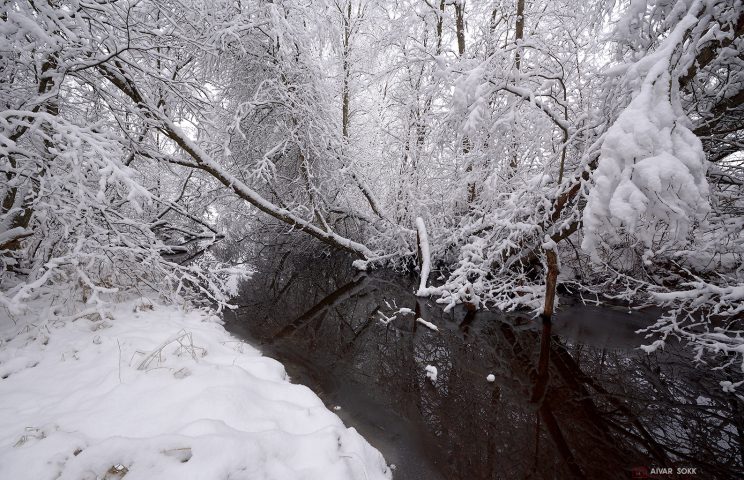 Lumevangis