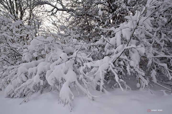 Raske lumi