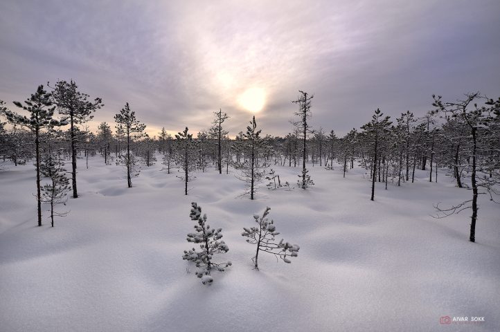 Valge vaikus