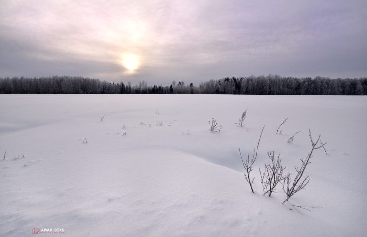 Hõbge härmatis