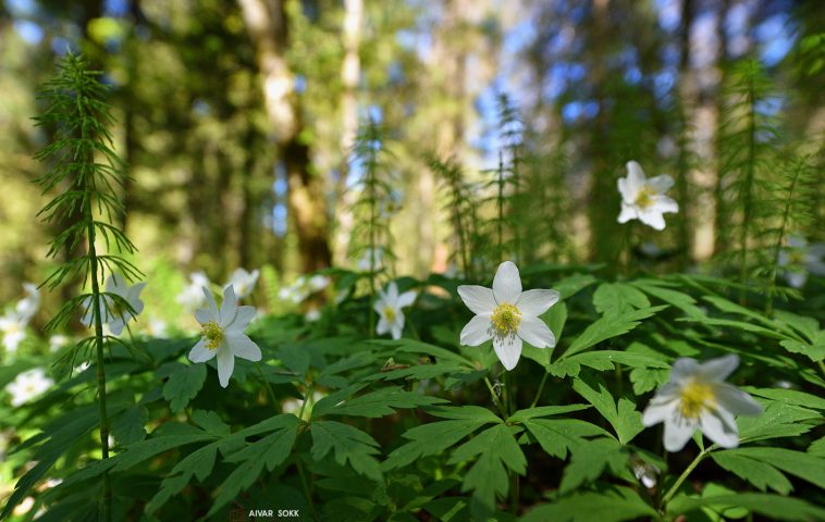 Võsaülane ja metsosi (Anemone nemorosa), (Equisetum sylvaticum)