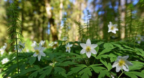 Võsaülane ja metsosi (Anemone nemorosa), (Equisetum sylvaticum)